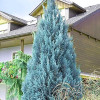 Кипарис Лавсона Chamaecyparis lawsoniana Van Pelťs Blue (C3)