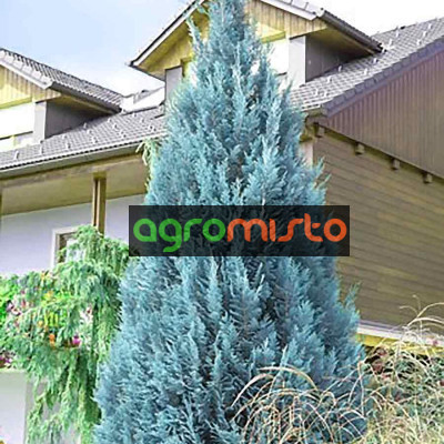 Кипарис Лавсона Chamaecyparis lawsoniana Van Pelťs Blue (C3)