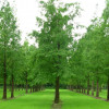 Метасеквоя китайська Metasequoia gtyptostroboides (С12)