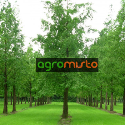 Метасеквоя китайська Metasequoia gtyptostroboides (С12)
