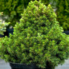 Ялина норвезька Picea abies Tompa (C2)
