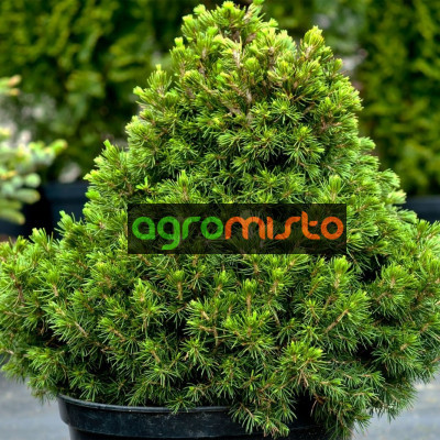 Ялина норвезька Picea abies Tompa (C2)