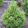 Ялина норвезька Picea abies Wils Zwerg (C2) Ялина норвезька Picea abies Wils Zwerg (C2)