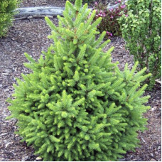 Ялина норвезька Picea abies Wils Zwerg (C2) Ялина норвезька Picea abies Wils Zwerg (C2)