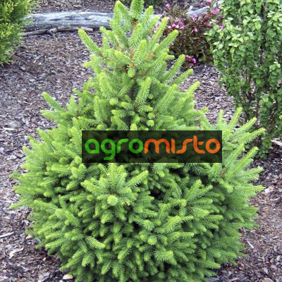 Ялина норвезька Picea abies Wils Zwerg (C2)