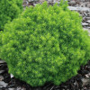 Ялина біла Picea glauca Alberta Globe (C2) Ялина біла Picea glauca Alberta Globe (C2)