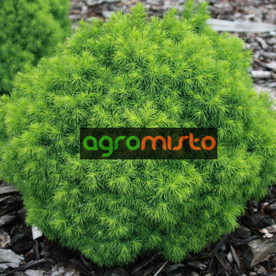 Ялина біла Picea glauca Alberta Globe (C2)