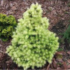 Ялина біла Picea glauca Biesenthaler Fruhling (C5) Ялина біла Picea glauca Biesenthaler Fruhling (C5)