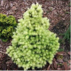 Ялина біла Picea glauca Biesenthaler Fruhling (C5) Ялина біла Picea glauca Biesenthaler Fruhling (C5)
