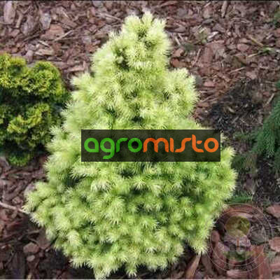 Ялина біла Picea glauca Biesenthaler Fruhling (C5)
