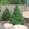 Ялина біла Picea glauca Conica (C2)