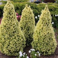 Ялина біла Picea glauca Daisys White (C2)
