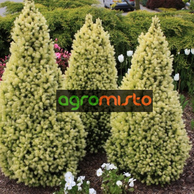 Ялина біла Picea glauca Daisys White (C2)