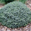 Ялина біла Picea glauca Echiniformis (C3)