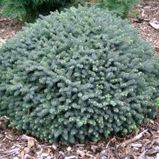 Ялина біла Picea glauca Echiniformis (C3)
