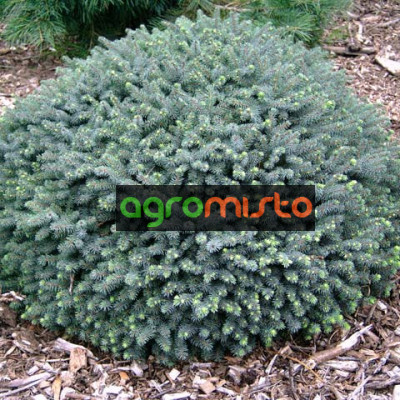 Ялина біла Picea glauca Echiniformis (C3)