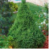 Ялина біла Picea glauca Perfecta (C2)