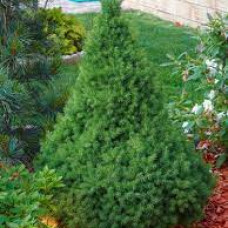 Ялина біла Picea glauca Perfecta (C2) Ялина біла Picea glauca Perfecta (C2)