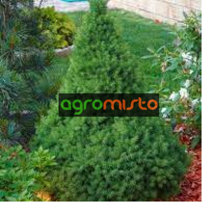 Ялина біла Picea glauca Perfecta (C2)