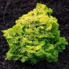 Кипарис Японський Chamaecyparis obtusa Aurea (C2)