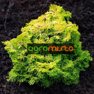 Кипарис Японський Chamaecyparis obtusa Aurea (C2)