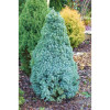 Ялина біла Picea glauca Sanders Blue (C2)