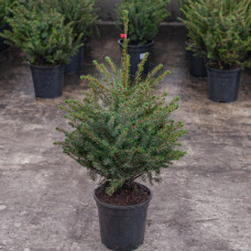 Ялина сербська Picea omorika (C3)