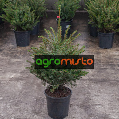 Ялина сербська Picea omorika (C3)