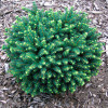 Ялина сербська Picea omorika Karel (C2) Ялина сербська Picea omorika Karel (C2)
