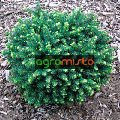 Ялина сербська Picea omorika Karel (C2)