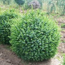 Ялина сербська Picea omorika Nana (C40)