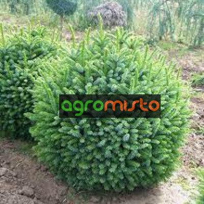 Ялина сербська Picea omorika Nana (C40)