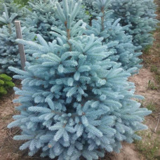 Ялина блакитна Picea pungens Glauca Arizona Kaibab (C3)