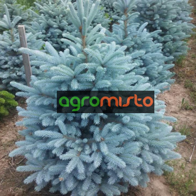 Ялина блакитна Picea pungens Glauca Arizona Kaibab (C3)