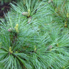 Сосна румелійська Pinus peuce (C2) Сосна румелійська Pinus peuce (C2)