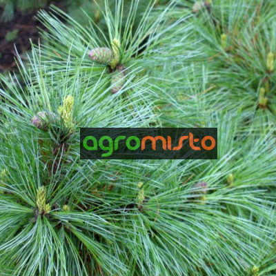 Сосна румелійська Pinus peuce (C2)