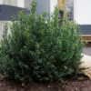 Тис звичайний Taxus baccata annA (235) Тис звичайний Taxus baccata annA (235)
