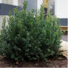 Тис звичайний Taxus baccata annA (235) Тис звичайний Taxus baccata annA (235)