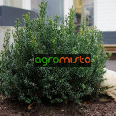 Тис звичайний Taxus baccata annA (235)