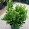 Кипарис Японський Chamaecyparis obtusa Draht (C2)