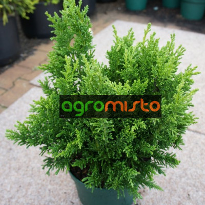 Кипарис Японський Chamaecyparis obtusa Draht (C2)