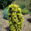 Тис звичайний Taxus baccata David (C2)