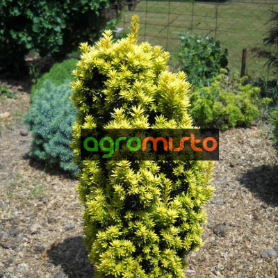 Тис звичайний Taxus baccata David (C2)