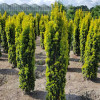 Тис звичайний Taxus baccata Fastigiata Aurea (C3)