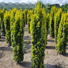 Тис звичайний Taxus baccata Fastigiata Aurea (C3)