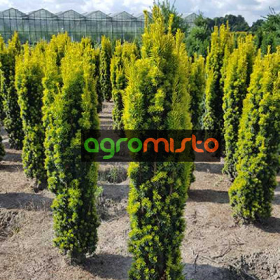 Тис звичайний Taxus baccata Fastigiata Aurea (C3)