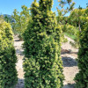 Тис звичайний Taxus baccata Goud Elsje (C2) Тис звичайний Taxus baccata Goud Elsje (C2)