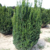 Тис звичайний Taxus baccata Overeynderi (C2)