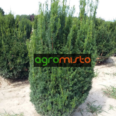 Тис звичайний Taxus baccata Overeynderi (C2)