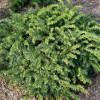 Тис звичайний Taxus baccata Repandens (C3) Тис звичайний Taxus baccata Repandens (C3)